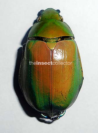 Chrysina modesta