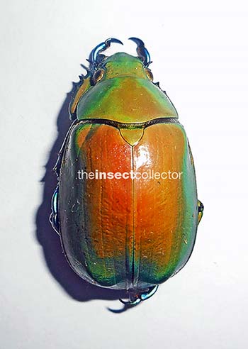 Chrysina modesta