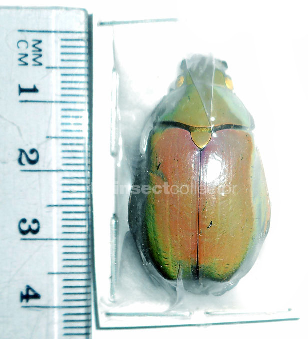 Chrysina modesta