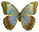 Morpho helenor 