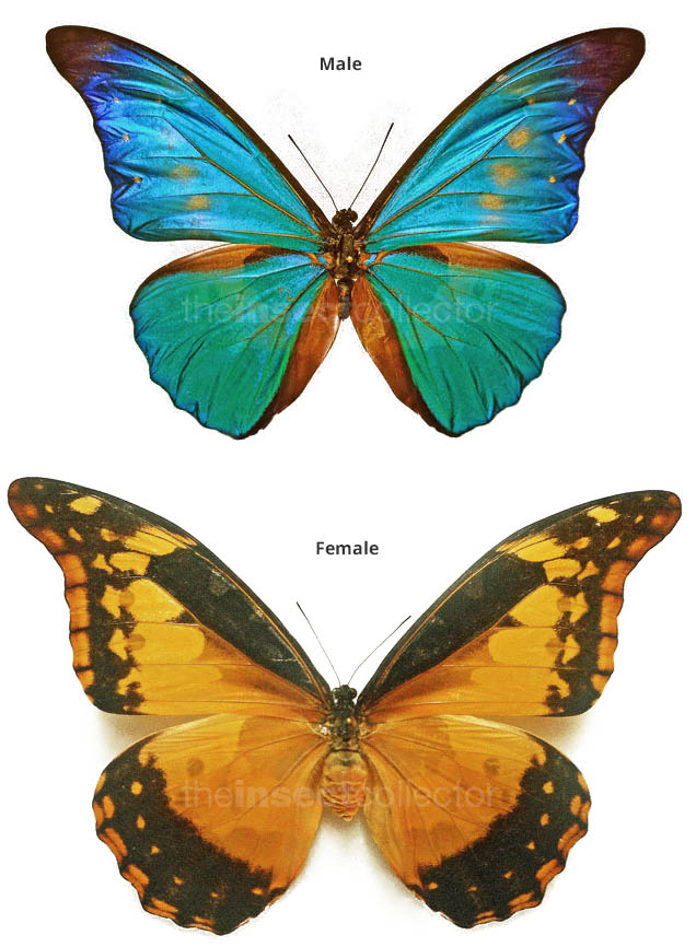 Morpho rhetenor helena X Morpho rhetenor