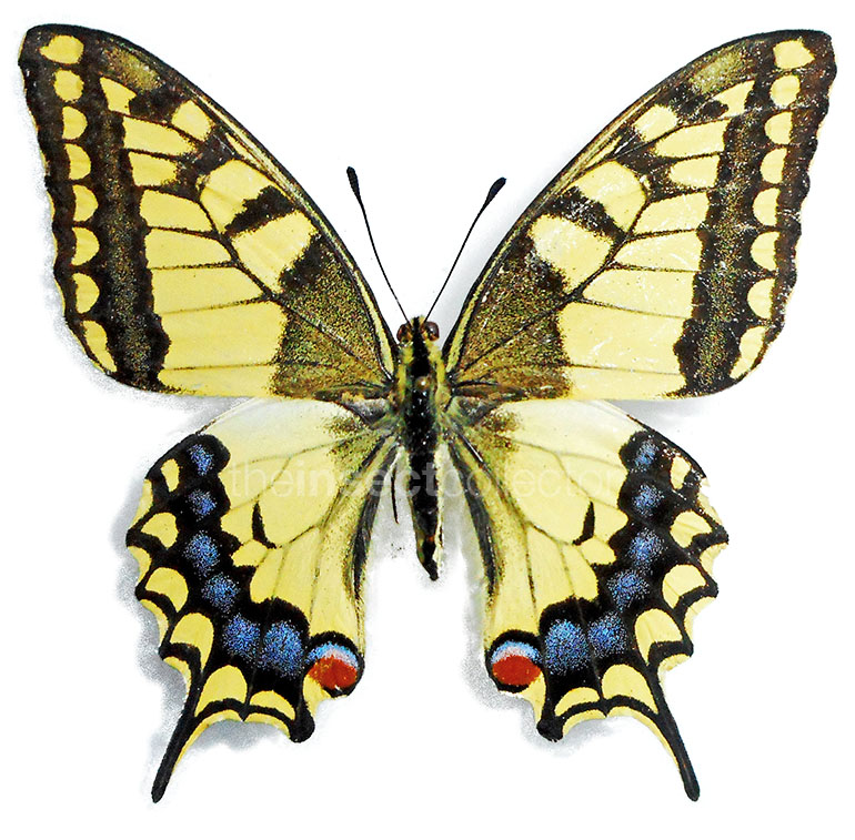 Papilio machaon