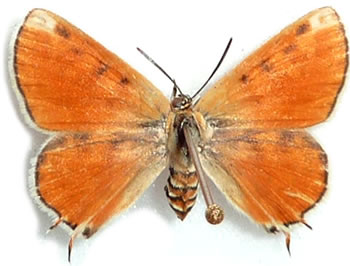 Apharitis (Cigaritis) myrmecophila 