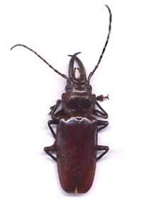 Stenodontes exsertus 