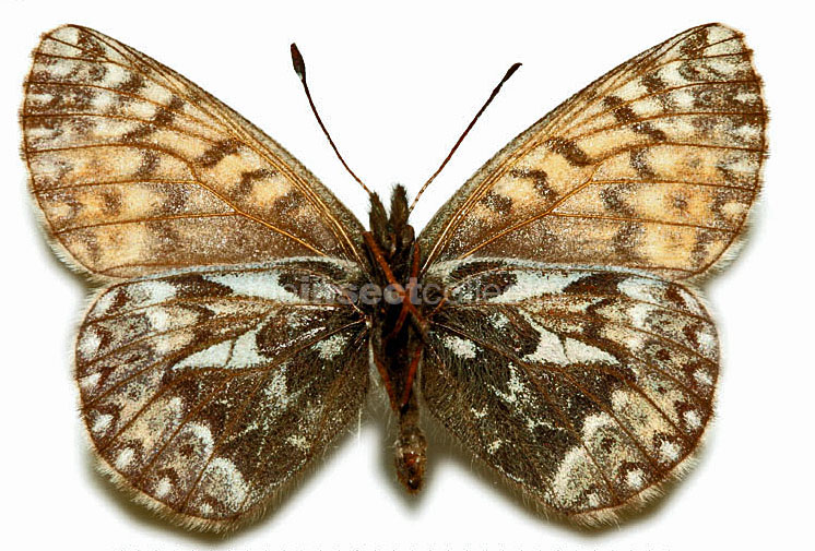 Boloria natazhati