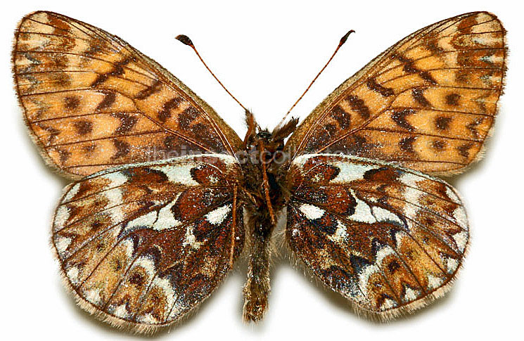 Boloria natazhati