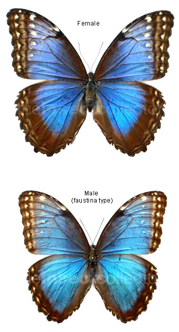 Morpho helenor 