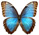 Morpho helenor 