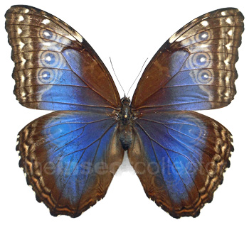 Morpho helenor 