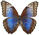 Morpho helenor 