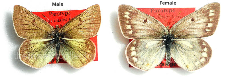 Colias nastes