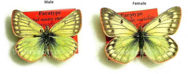 Colias nastes