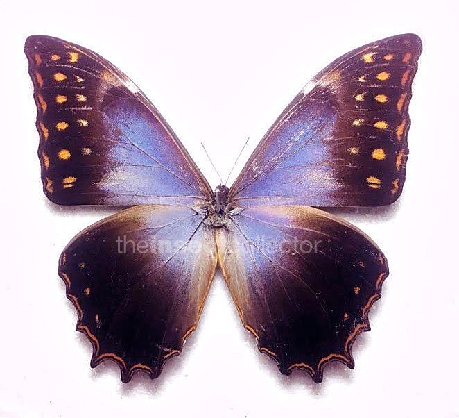 Morpho theseus 