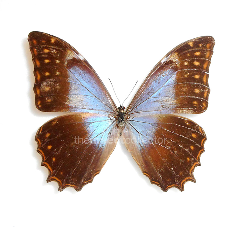 Morpho theseus 