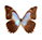 Morpho theseus 