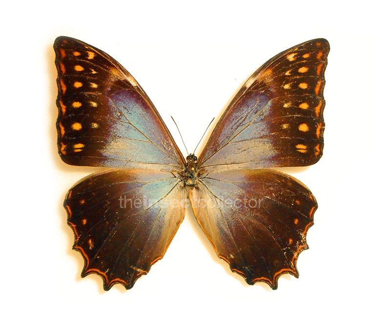 Morpho theseus 