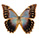 Morpho theseus