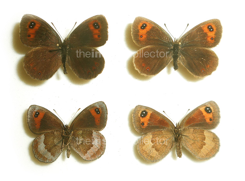 Erebia neoridas 