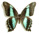 Papilio nerminea