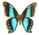 Papilio nerminea