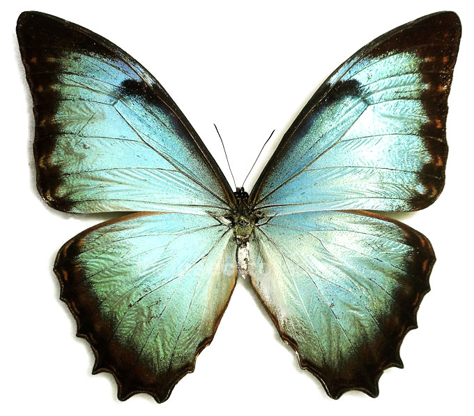 Morpho niepelti 