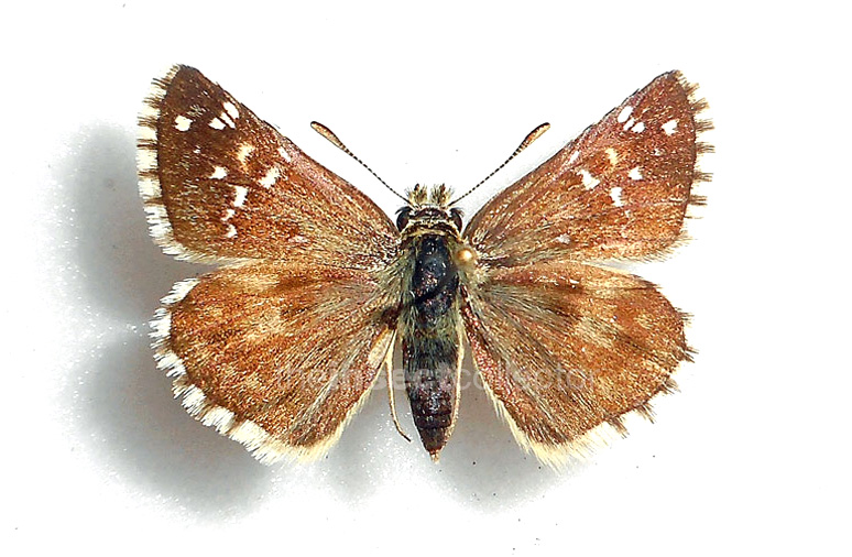 Pyrgus foulquieri