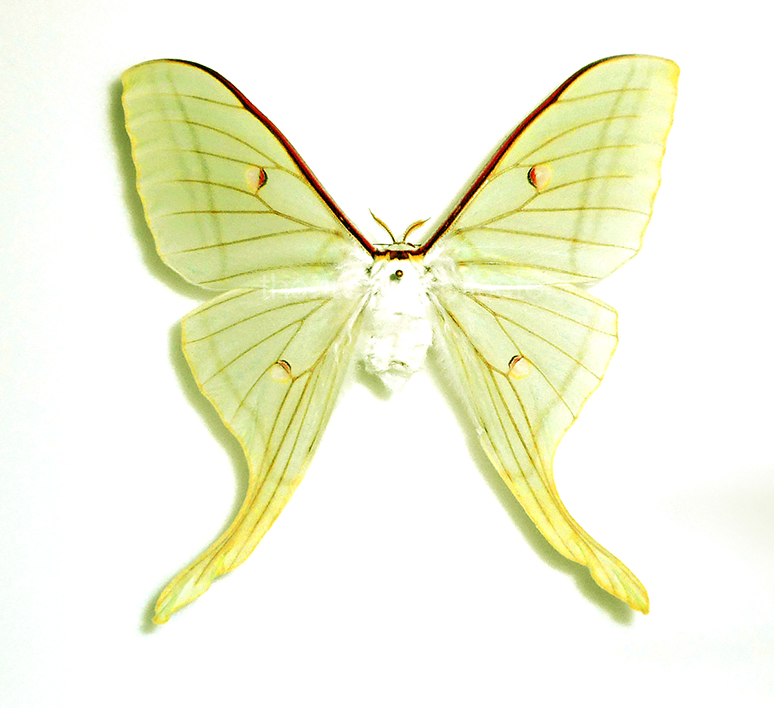 Actias ningpoana