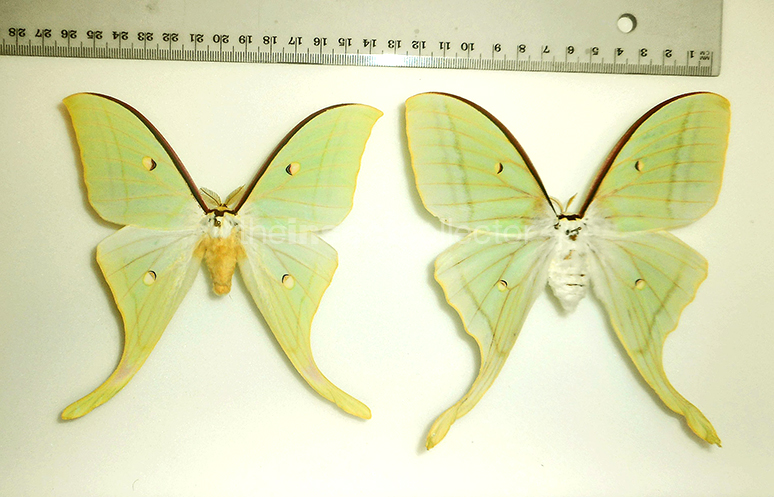 Actias ningpoana