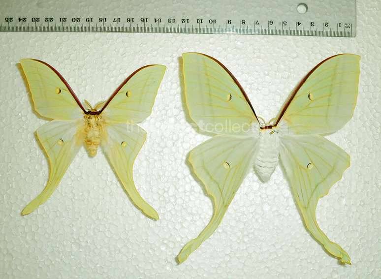 Actias ningpoana