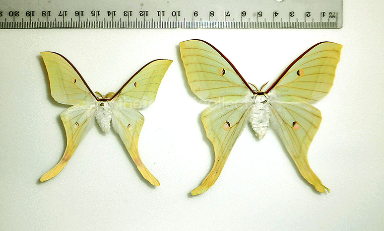 Actias ningpoana