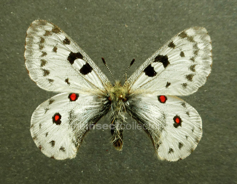 Parnassius rubicundus 