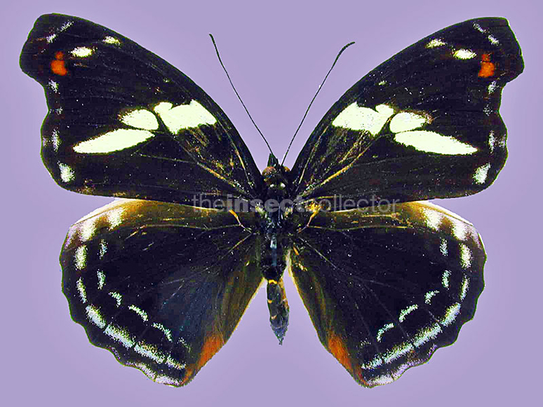 Catonephele numilia