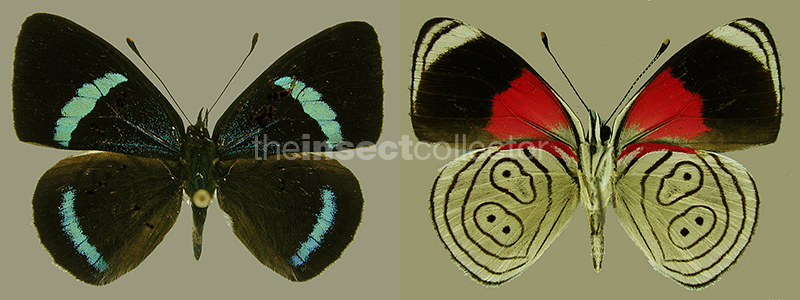 Diaethria nystographa