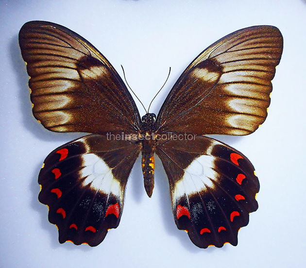 Papilio (aegeus) oberon 
