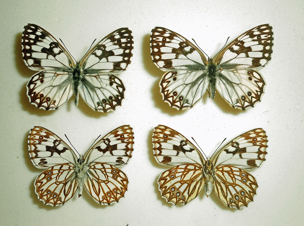 Melanargia occitanica