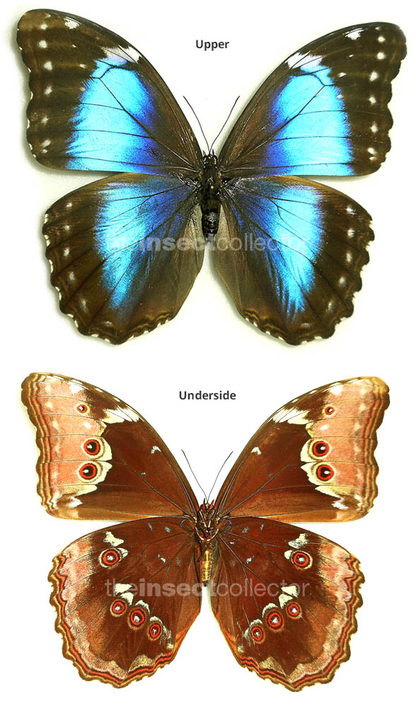 Morpho menelaus 