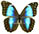 Morpho menelaus 