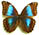 Morpho menelaus 