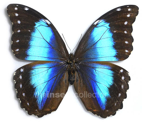 Morpho menelaus 