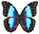 Morpho menelaus 