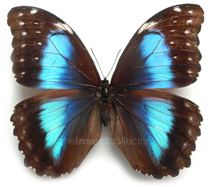 Morpho menelaus 