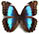 Morpho menelaus 