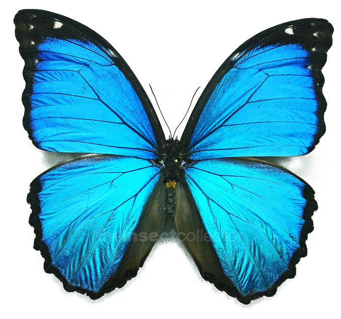 Morpho menelaus 