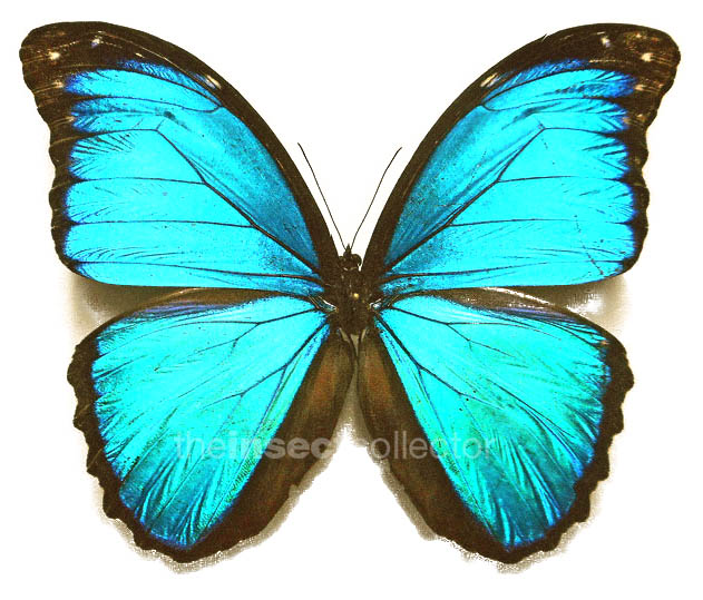 Morpho menelaus 