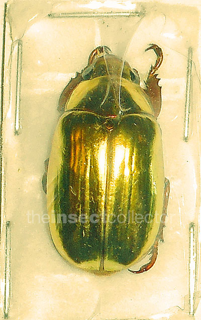 Chrysina ohausi