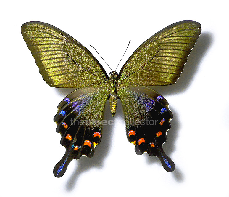 Papilio okinawensis