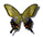 Papilio okinawensis