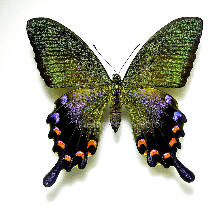 Papilio okinawensis