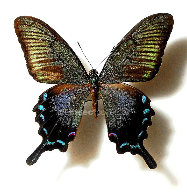 Papilio okinawensis