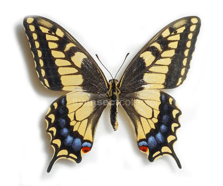 Papilio bairdii